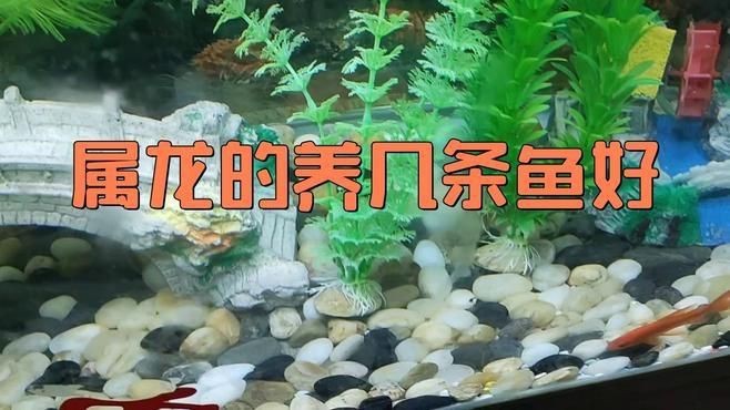 龍魚養幾條比較好風水|《龍魚養幾條比較好風水》