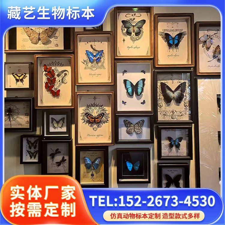 蝴蝶標(biāo)本2024年價(jià)格表|2018蝴蝶標(biāo)本2024年價(jià)格表