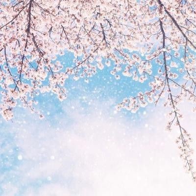 蝴蝶標本2024年價格表|2018蝴蝶標本2024年價格表