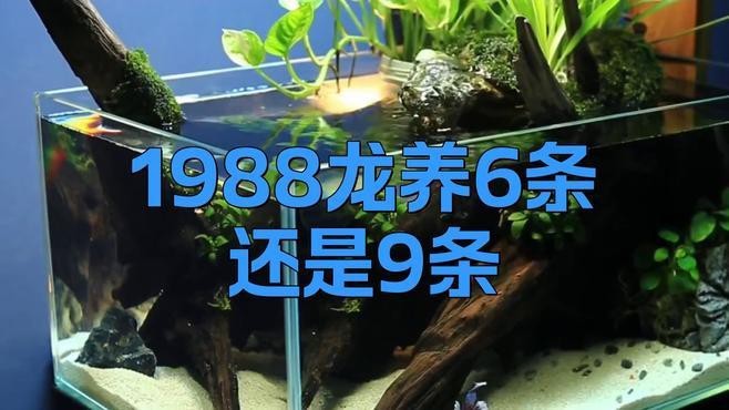 龍魚養(yǎng)幾條最招財|龍魚一般養(yǎng)幾條最吉利 龍魚養(yǎng)幾條最招財|龍魚一般養(yǎng)幾條最吉利 龍魚論壇 第4張