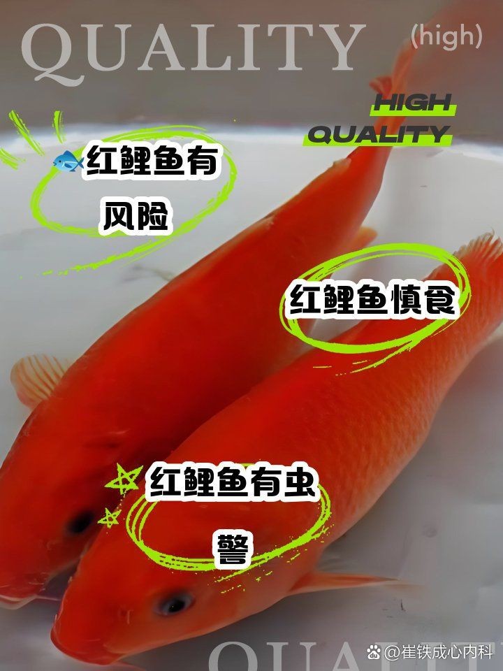 紅立魚為何不能隨便吃|紅立魚的食用風險