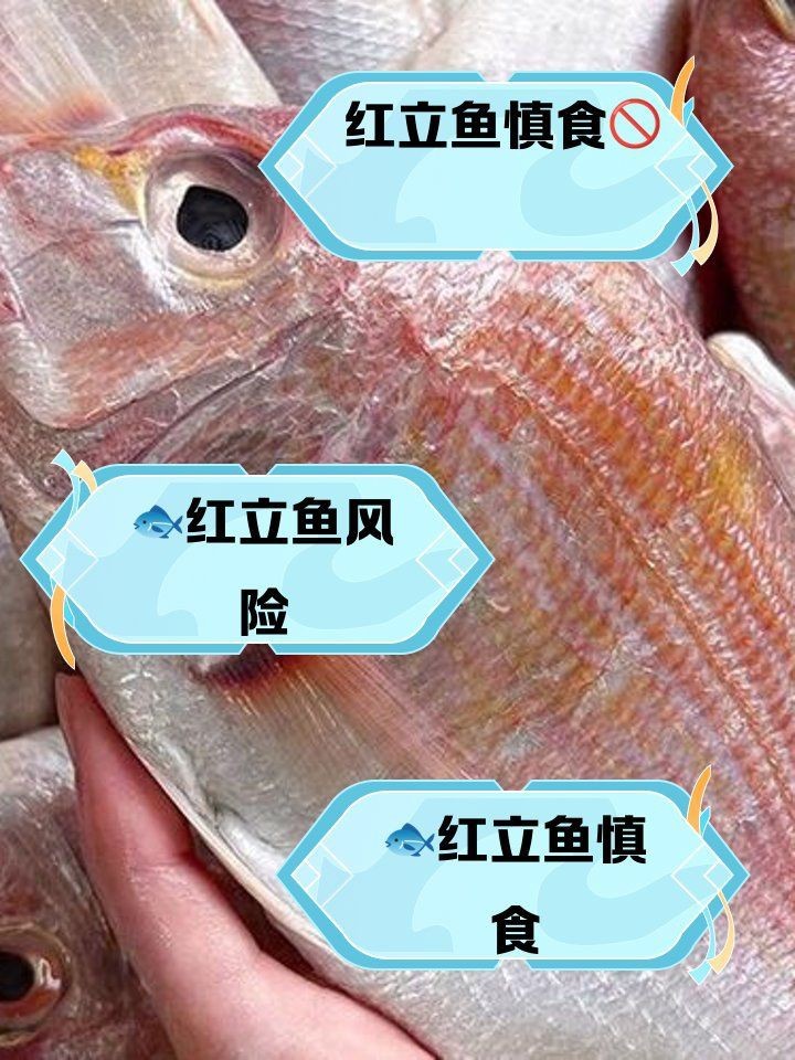 紅立魚為何不能隨便吃|紅立魚的食用風險
