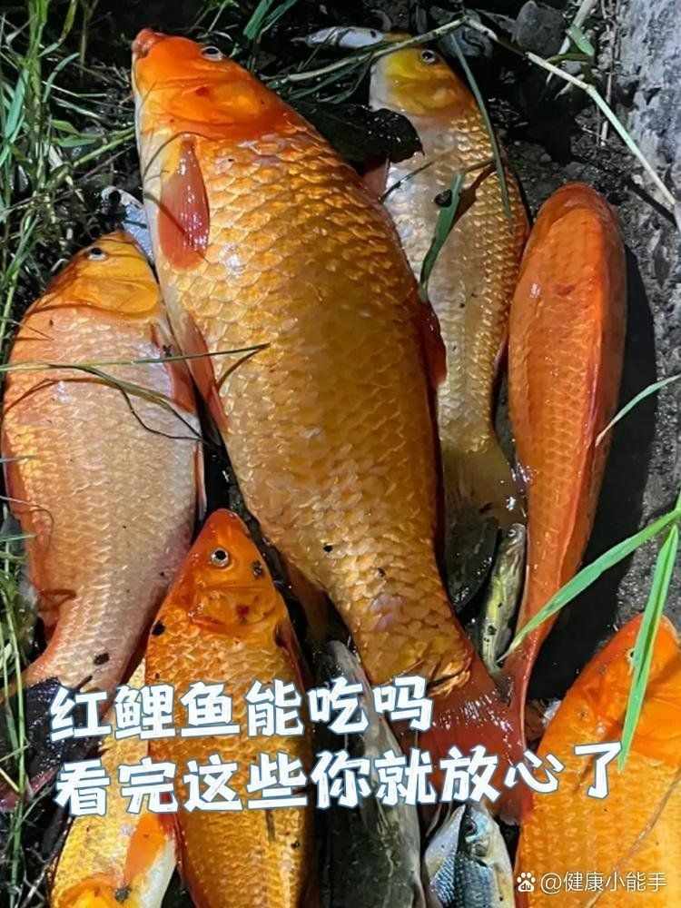 紅立魚為何不能隨便吃|紅立魚的食用風險