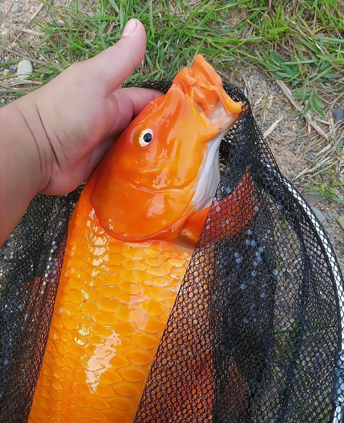 紅立魚為何不能隨便吃|紅立魚的食用風險