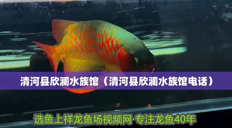 清河水族店|關(guān)于“清河水族店”的介紹