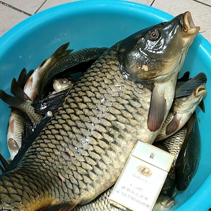 鯉魚餌料絕密配方|《鯉魚餌料絕密配方》釣鯉魚必備的五個超好用餌料配方 龍魚百科 第1張 鯉魚餌料絕密配方|《鯉魚餌料絕密配方》釣鯉魚必備的五個超好用餌料配方 鯉魚餌料絕密配方|《鯉魚餌料絕密配方》釣鯉魚必備的五個超好用餌料配方 龍魚百科 第1張