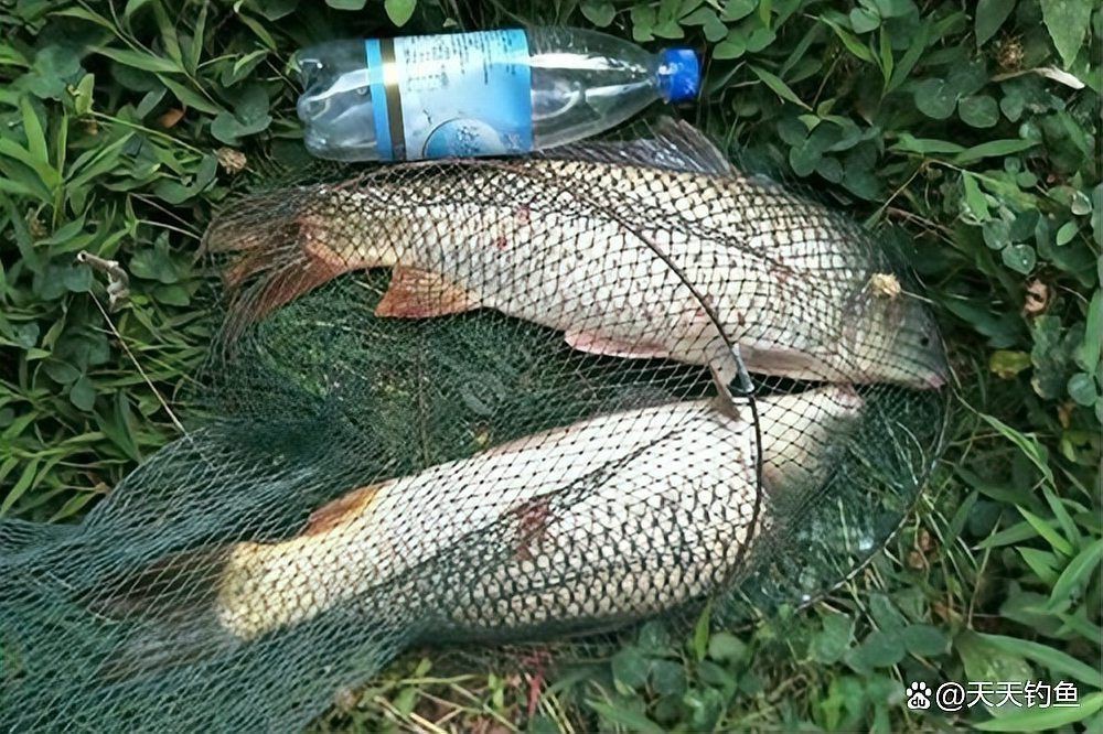 鯉魚餌料絕密配方|《鯉魚餌料絕密配方》釣鯉魚必備的五個超好用餌料配方 龍魚百科 第6張 鯉魚餌料絕密配方|《鯉魚餌料絕密配方》釣鯉魚必備的五個超好用餌料配方 鯉魚餌料絕密配方|《鯉魚餌料絕密配方》釣鯉魚必備的五個超好用餌料配方 龍魚百科 第6張