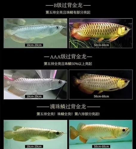 金龍魚等級區分圖解|養魚小藝，金龍魚品種區分全解析 金龍魚等級區分圖解|養魚小藝，金龍魚品種區分全解析 龍魚百科 第6張
