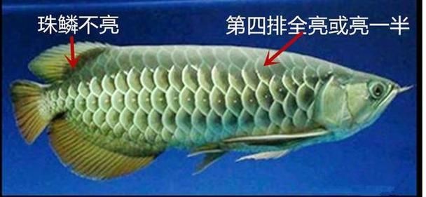 金龍魚等級區分圖解|養魚小藝，金龍魚品種區分全解析 金龍魚等級區分圖解|養魚小藝，金龍魚品種區分全解析 龍魚百科 第16張
