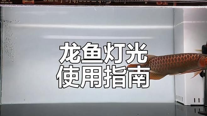 金龍魚燈光怎么照對發色好|如何通過燈光提升金龍魚色彩，過背更精