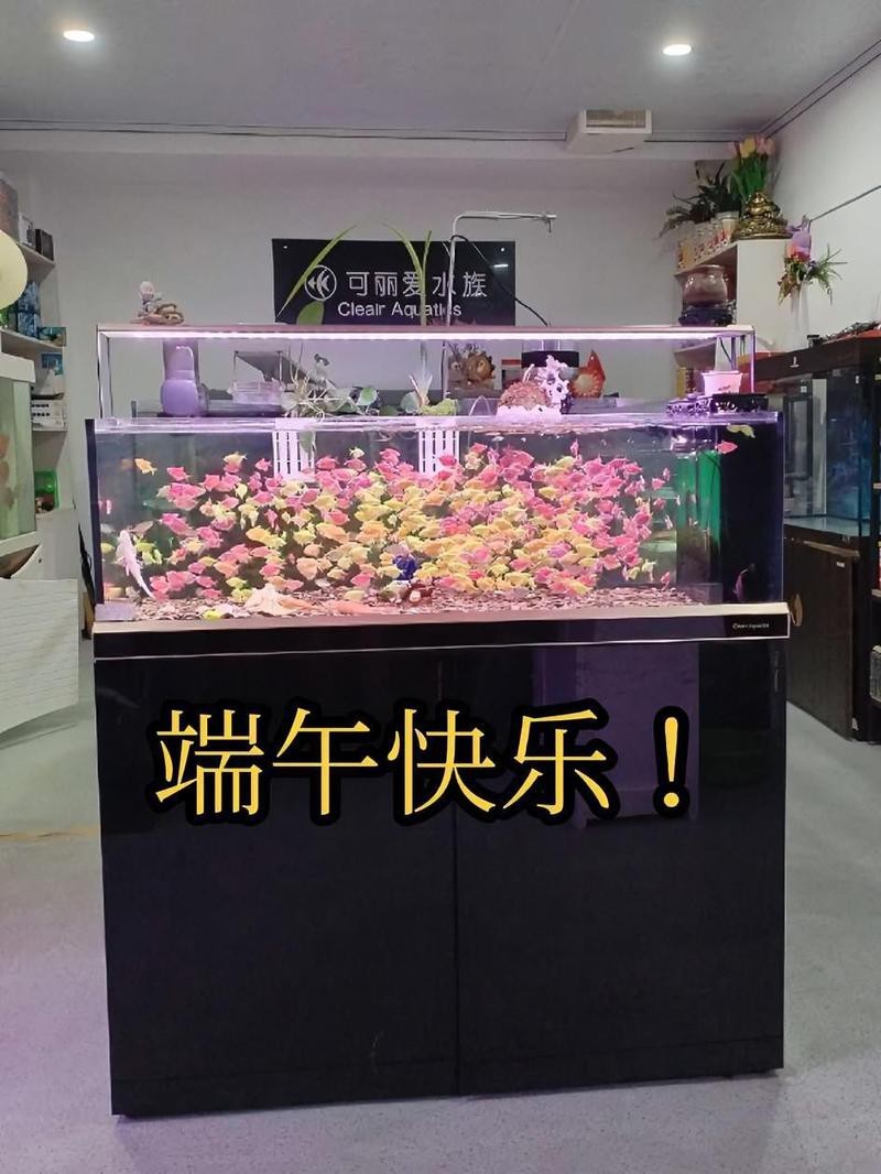 愛輝龍魚店|楊凌可麗愛魚缸店面升級端午快樂觀賞魚世界楊凌魚聞天下 愛輝龍魚店|楊凌可麗愛魚缸店面升級端午快樂觀賞魚世界楊凌魚聞天下 全國水族館企業(yè)名錄 第5張