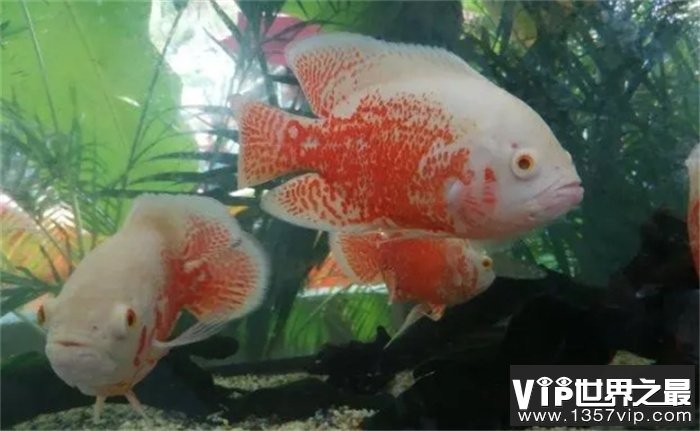 金龍魚喂什么食物治療兜嘴