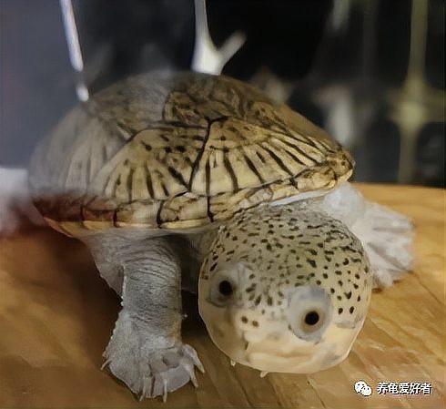 水族三巨頭是哪三個|海洋哺乳萌物三巨頭\