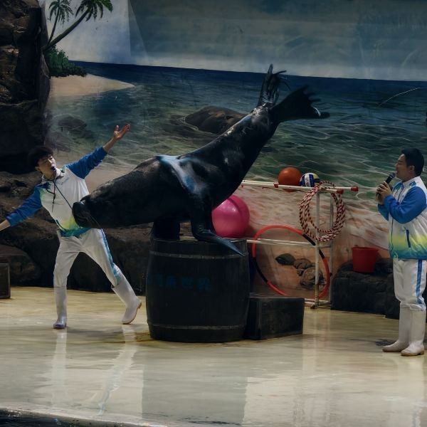 長(zhǎng)沙縣水族店|長(zhǎng)沙縣擁有頗具特色的水族店如星沙飛蘭魚鳥楊仕水族店