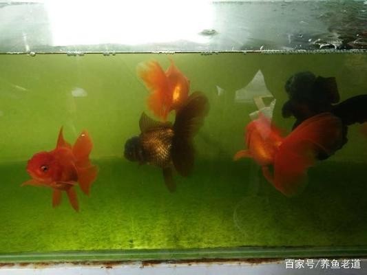 龍魚能和招財混養(yǎng)嗎圖片大全大圖：龍魚與招財混養(yǎng)，可行與否及注意事項詳解