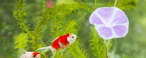魟魚換水水管問題：養(yǎng)魟魚換水水管問題