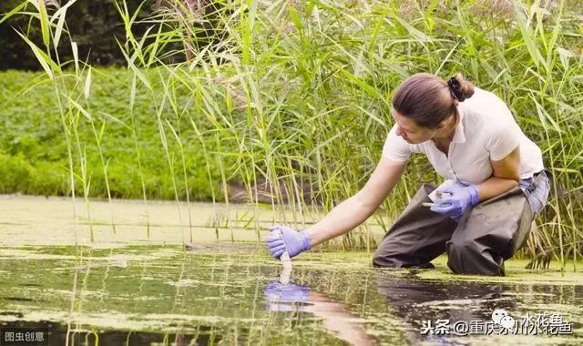 觀賞魚體表寄生蟲,識別、防治與健康管理,觀賞魚體表寄生蟲的識別、防治與健康管理指南 龍魚常見疾病 第2張 觀賞魚體表寄生蟲,識別、防治與健康管理,觀賞魚體表寄生蟲的識別、防治與健康管理指南 觀賞魚體表寄生蟲,識別、防治與健康管理,觀賞魚體表寄生蟲的識別、防治與健康管理指南 龍魚常見疾病 第2張