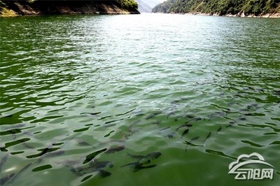 最好的龍魚缸品牌有哪些？全面解析頂級品牌與選購指南，2024年最佳龍魚缸品牌推薦，頂級選擇與選購全攻略 最好的龍魚缸品牌有哪些？全面解析頂級品牌與選購指南，2024年最佳龍魚缸品牌推薦，頂級選擇與選購全攻略 龍魚常見疾病 第2張