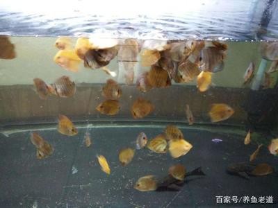 魚病用藥一覽表,常見魚病及對癥藥物指南,魚病防治用藥指南,常見魚病與對癥藥物速查表 龍魚常見疾病 第2張 魚病用藥一覽表,常見魚病及對癥藥物指南,魚病防治用藥指南,常見魚病與對癥藥物速查表 魚病用藥一覽表,常見魚病及對癥藥物指南,魚病防治用藥指南,常見魚病與對癥藥物速查表 龍魚常見疾病 第2張