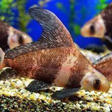 龍魚(yú)為什么一關(guān)燈就撞缸？原因分析與解決方法，龍魚(yú)關(guān)燈后撞缸的原因及應(yīng)對(duì)措施