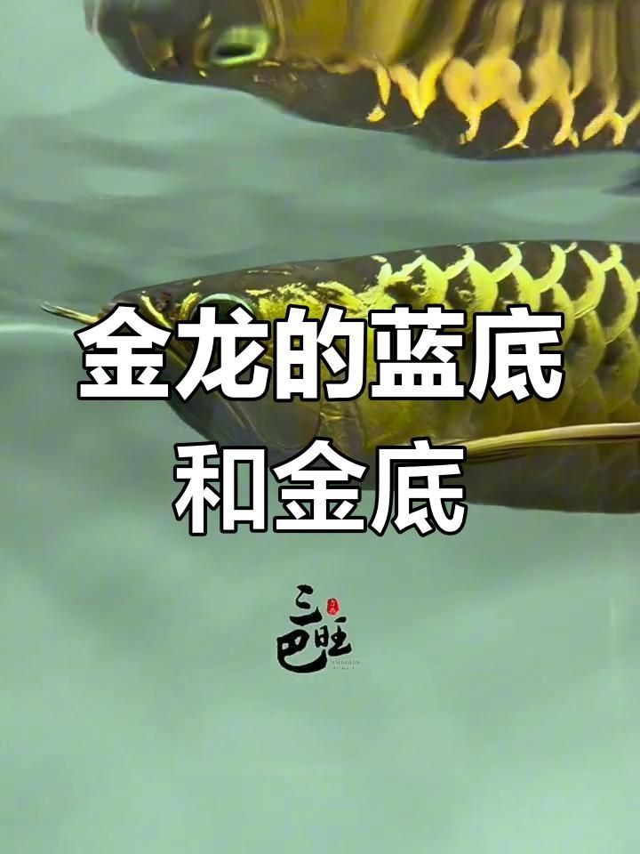 金龍藍底好還是金底好|探討“金龍藍底好還是金底好”這一問題需綜合多方面因素考量