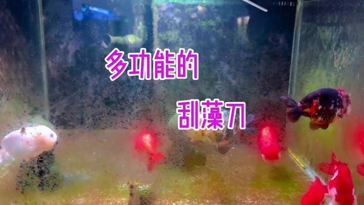 金龍魚缸內需要哪些清潔工具？|金龍魚缸所需清潔工具