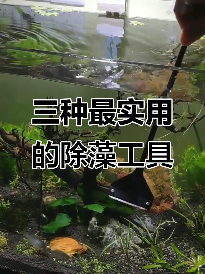 金龍魚缸內需要哪些清潔工具？|金龍魚缸所需清潔工具