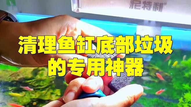 金龍魚缸內需要哪些清潔工具？|金龍魚缸所需清潔工具