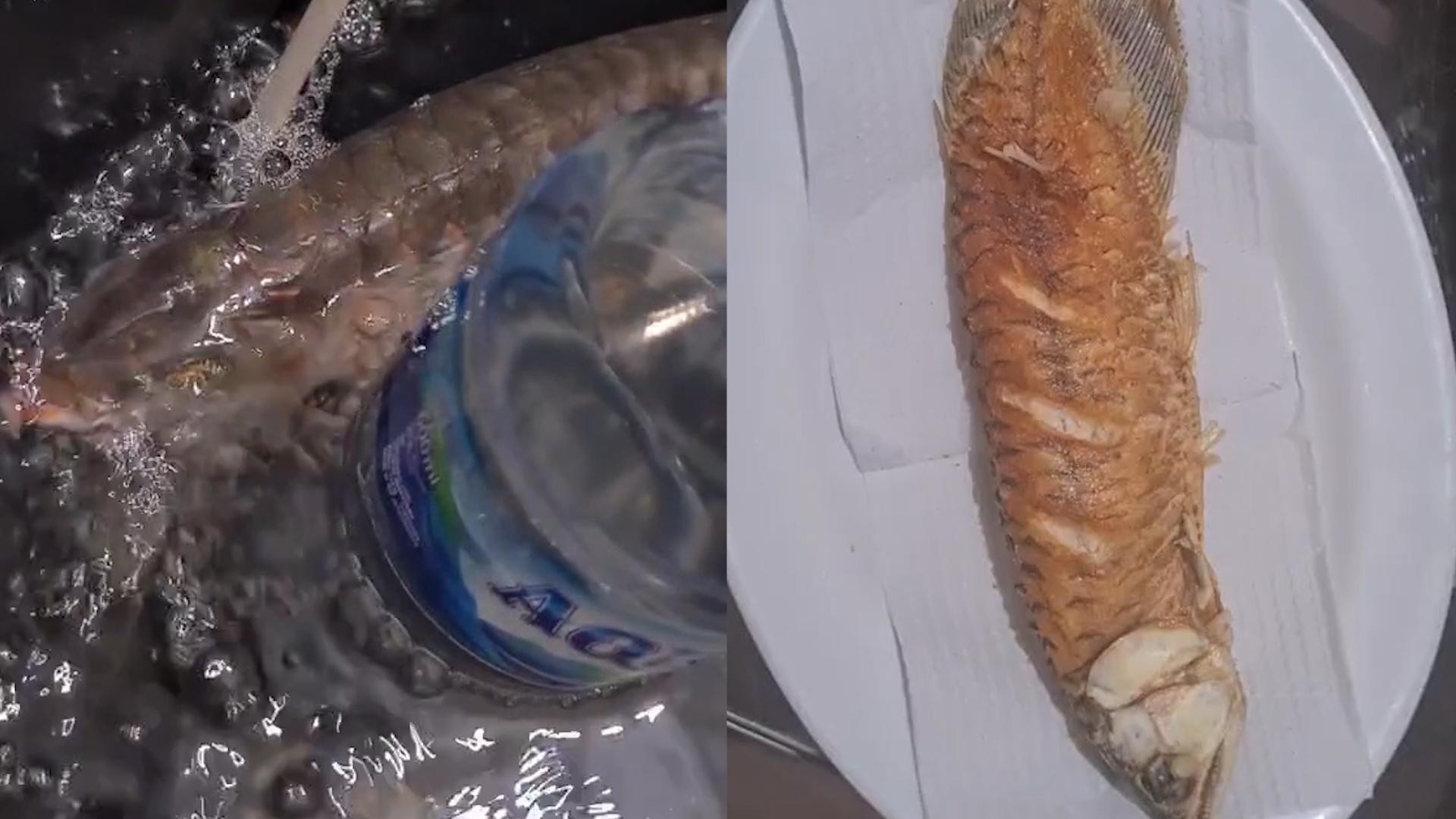 金龍魚缸內需要哪些清潔工具？|金龍魚缸所需清潔工具
