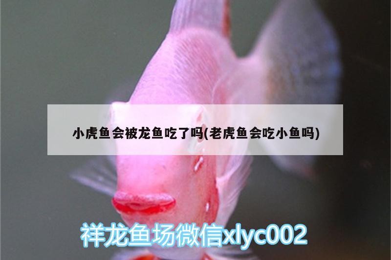 小虎魚會(huì)被龍魚吃了嗎(老虎魚會(huì)吃小魚嗎) 小虎魚會(huì)被龍魚吃了嗎(老虎魚會(huì)吃小魚嗎) 虎魚百科 第2張