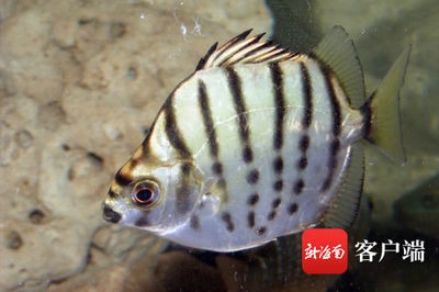 最長(zhǎng)的龍魚有多少米長(zhǎng)：探尋龍魚之最，最長(zhǎng)龍魚的神秘面紗