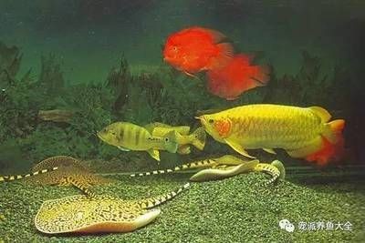魟魚到家?guī)滋煳故匙詈茫呼勽~到家?guī)滋煳故潮容^好 魟魚到家?guī)滋煳故匙詈茫呼勽~到家?guī)滋煳故潮容^好 魟魚百科 第1張