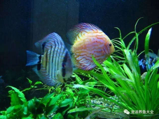 熱帶魚水溫管理常見誤區，關于熱帶魚水溫管理的一些誤區