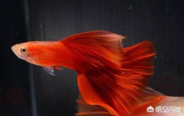 熱帶魚水溫管理常見誤區，關于熱帶魚水溫管理的一些誤區