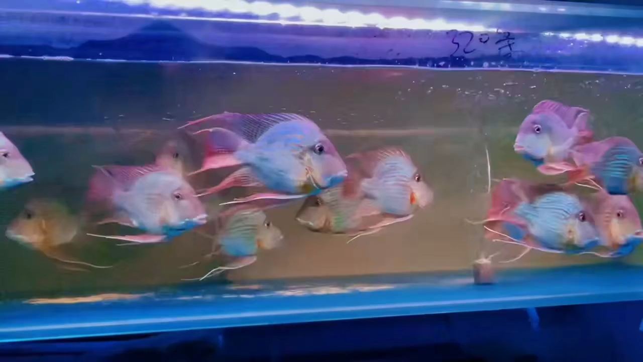 進口元寶鳳凰魚就是漂亮.尺寸18~20cm：大尺寸18~20cm進口元寶鳳凰魚 進口元寶鳳凰魚就是漂亮.尺寸18~20cm：大尺寸18~20cm進口元寶鳳凰魚 元寶鳳凰魚百科 第2張