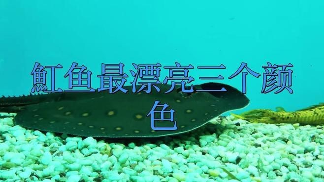 魟魚有哪些品種|[需手動填充]魚的種類及種類