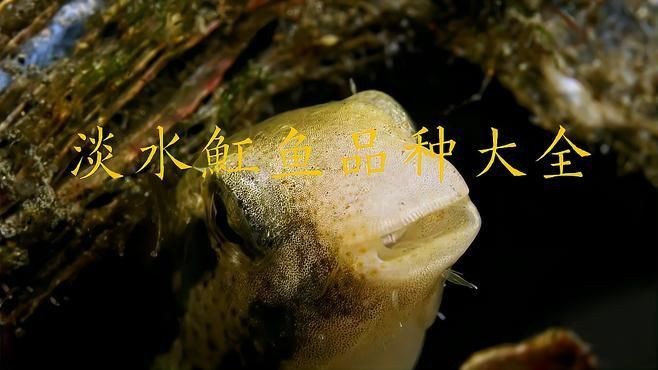 魟魚有哪些品種|[需手動填充]魚的種類及種類