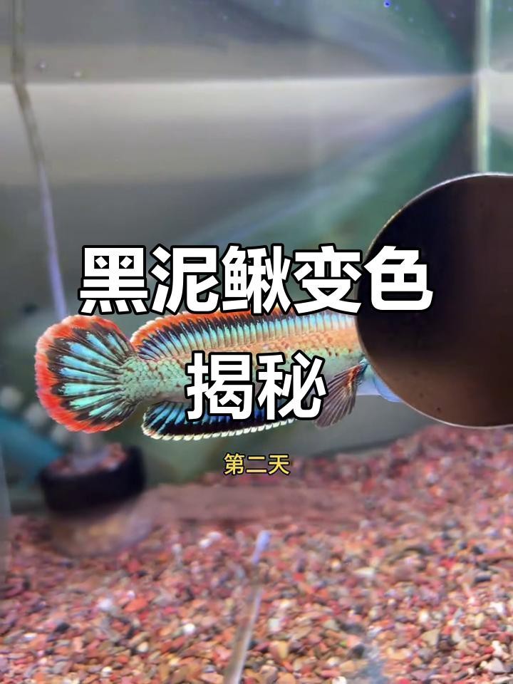 龍魚換缸后多久恢復？|龍魚換缸后多久出狀態？