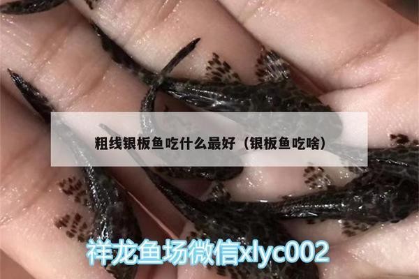 龍魚魟魚虎魚混養(yǎng)水溫：龍魚、魟魚和虎魚混養(yǎng)時(shí)水溫控制