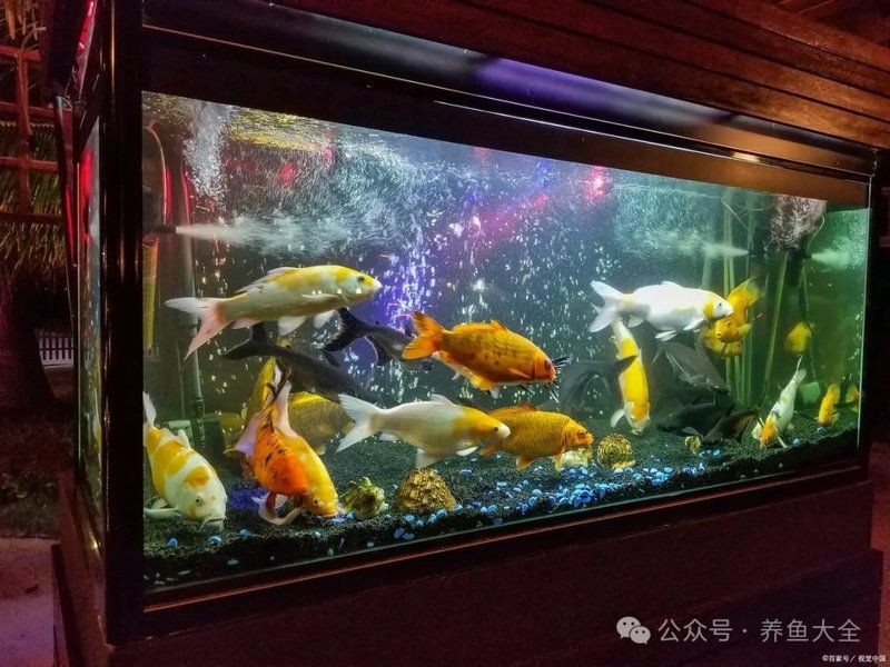 觀賞魚抗生素用藥大全|《觀賞魚抗生素用藥大全》