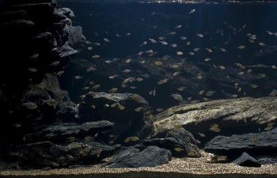 龍魚和金魚能混養嗎(銀龍魚混養最佳搭配圖)