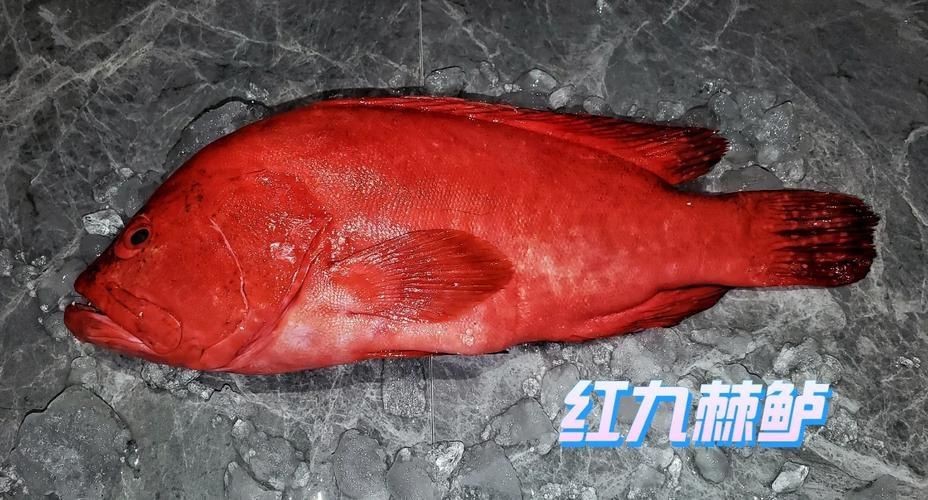 紅色的海魚有幾種圖片|《紅色的海魚有幾種圖片》