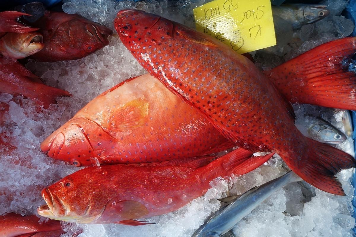 紅色的海魚有幾種圖片|《紅色的海魚有幾種圖片》