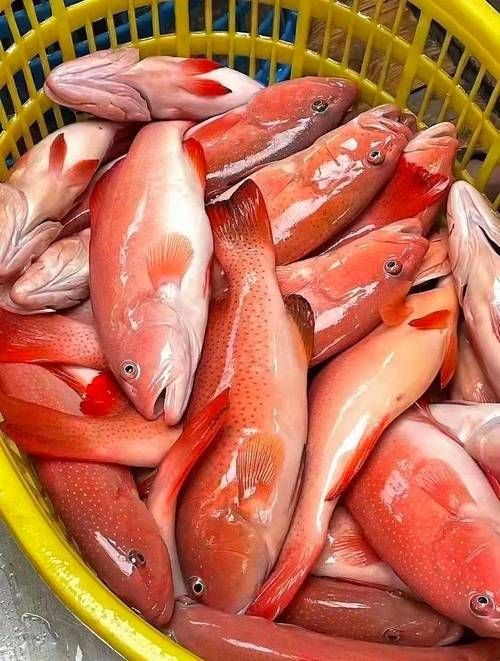 紅色的海魚有幾種圖片|《紅色的海魚有幾種圖片》