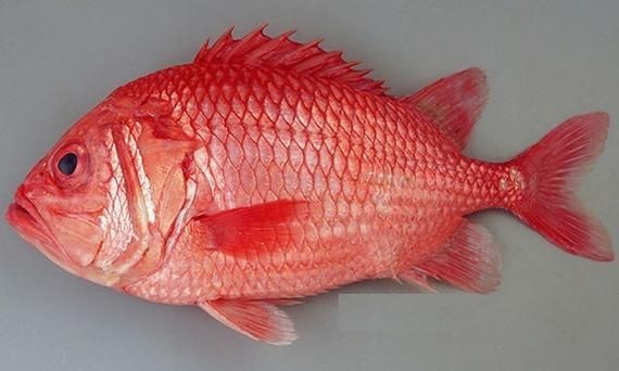 紅色的海魚有幾種圖片|《紅色的海魚有幾種圖片》