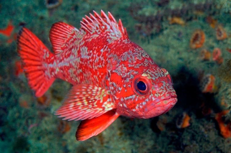 紅色的海魚有幾種圖片|《紅色的海魚有幾種圖片》