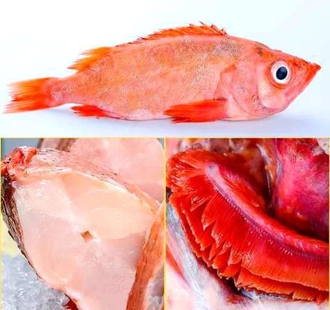 紅色的海魚有幾種圖片|《紅色的海魚有幾種圖片》