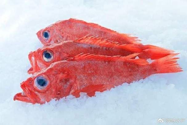 紅色的海魚有幾種圖片|《紅色的海魚有幾種圖片》