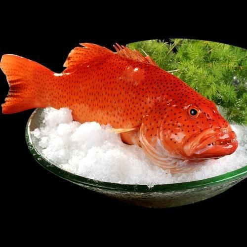 紅色的海魚有幾種圖片|《紅色的海魚有幾種圖片》