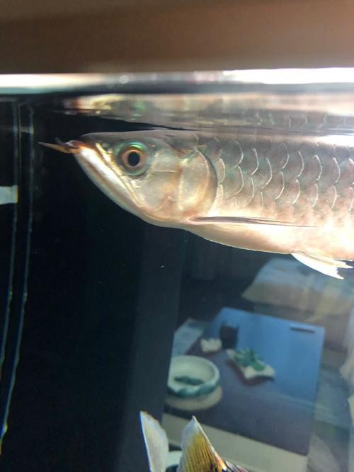 提供幾張龍魚(yú)白毛病的圖片|龍魚(yú)白毛病會(huì)自愈嗎？